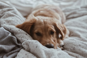 What to Know When Your Dog Has an Upset Stomach: Signs to Look For; Common Causes; Home Remedies; and When to Go to the Vet