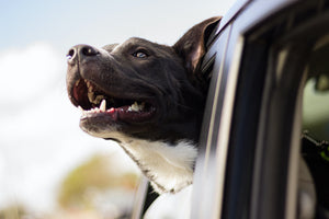 How to Train Your Puppy to Ride in the Car