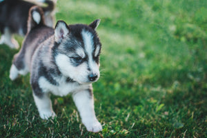 Why Some Families Should Consider Buying a Purebred Puppy