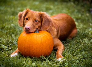 The Health Benefits of Pumpkin and Cinnamon for Dogs