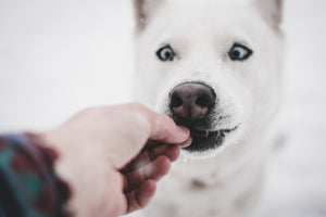 8 Human Foods Not to Feed Your Dog