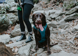 Best Places in Georgia to Hike with Your Dog