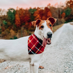 Pink Oranges Dog Bandana