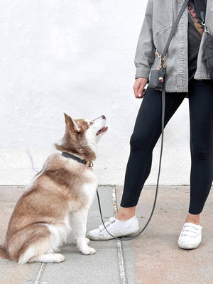 Ember Black 4-in-1 Convertible Hands Free Cloud Dog Leash