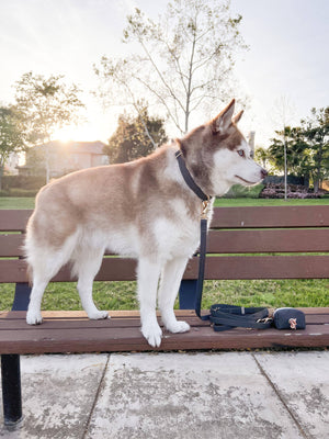 Ember Black 4-in-1 Convertible Hands Free Cloud Dog Leash