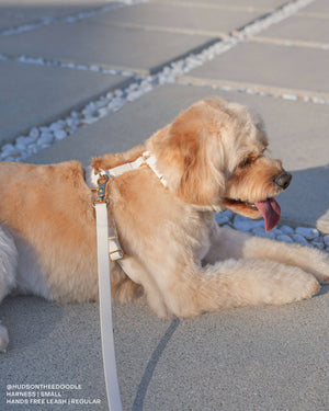 Cloud White 4-in-1 Convertible Hands Free Cloud Dog Leash