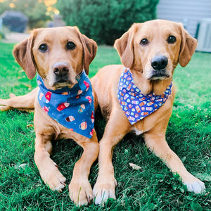 Pink Oranges Dog Bandana