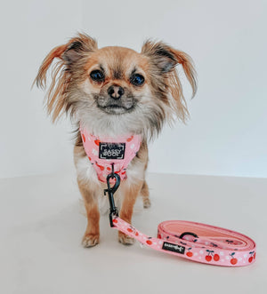 Dog Leash - Mon Cherry (Fruits)