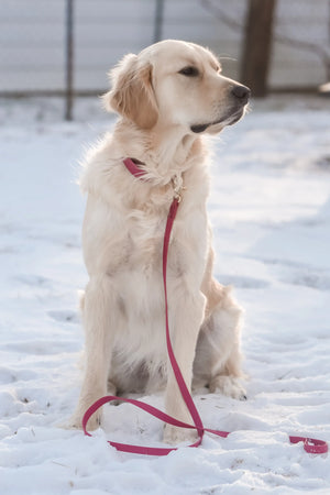 Dog Leash Waterproof - Mulberry Burgundy 5 FT