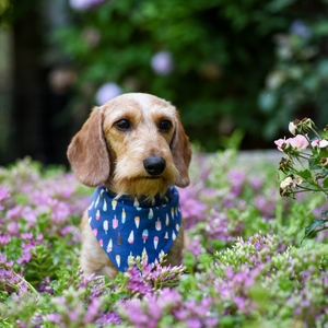 Pink Sprinkle Donuts Dog Bandana