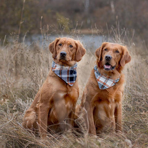 Pink Oranges Dog Bandana