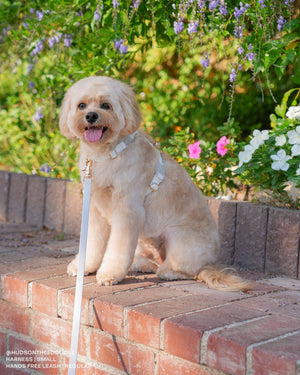 Cloud White 4-in-1 Convertible Hands Free Cloud Dog Leash