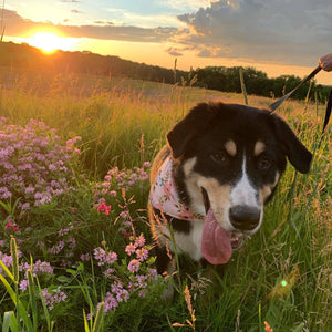 Pink Flamingo Dog Bandana (Summer, Beach, Tropical)