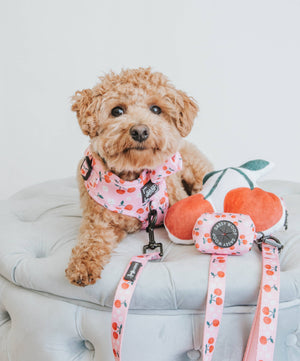 Dog Leash - Mon Cherry (Fruits)