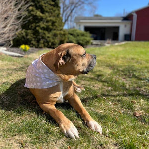 Eddy Dog Bandana