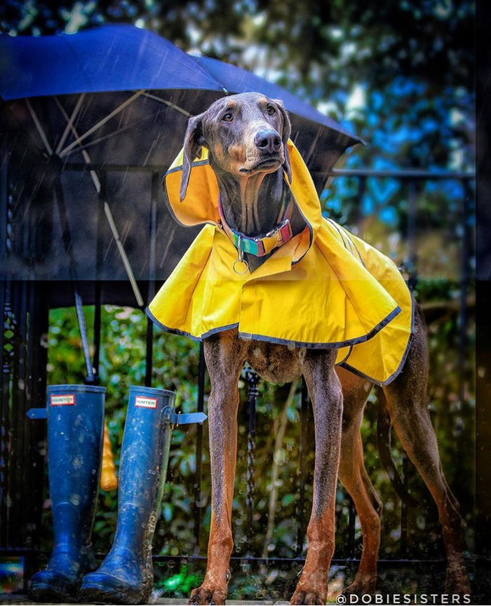 Ethical Pet Rainy Day Coat (XXL)