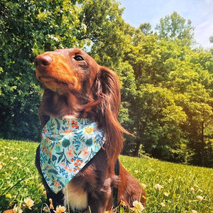 Pink Sprinkle Donuts Dog Bandana