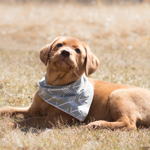 Pink Sprinkle Donuts Dog Bandana