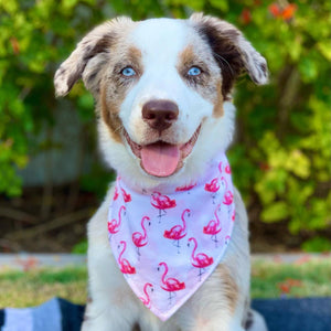 Pink Oranges Dog Bandana