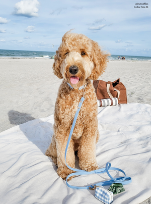 Dog Leash Waterproof - Blue, Lightweight, 4 ft, 5 ft, 6 ft