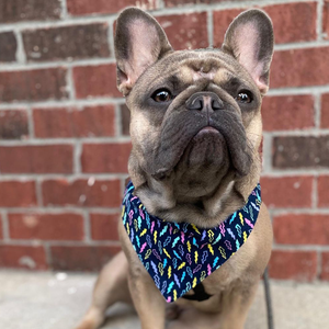 Pink Oranges Dog Bandana